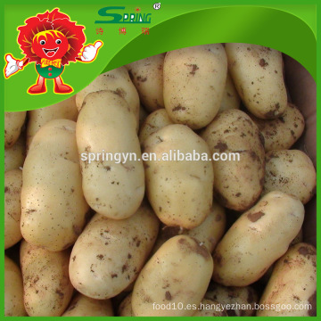 No hay lugar oxidado China Potato grande para la venta